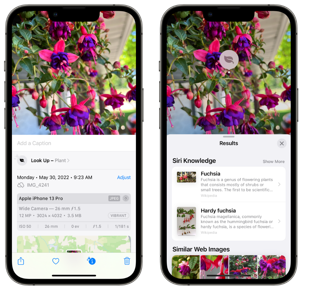 克山苹果手机维修分享小技巧：使用 iPhone 相机识别花卉植物 